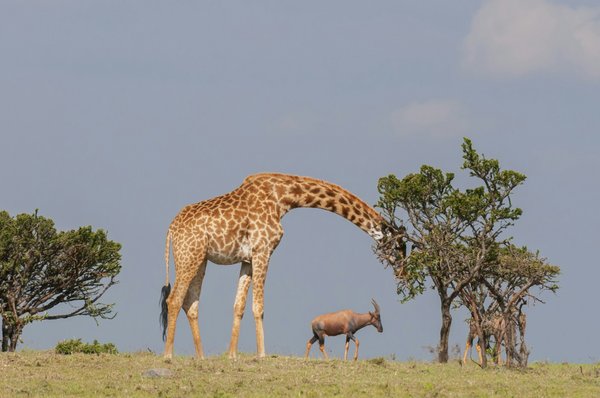 Come posso abituare un cucciolo di gatto Siberiano a convivere con un cane anziano?